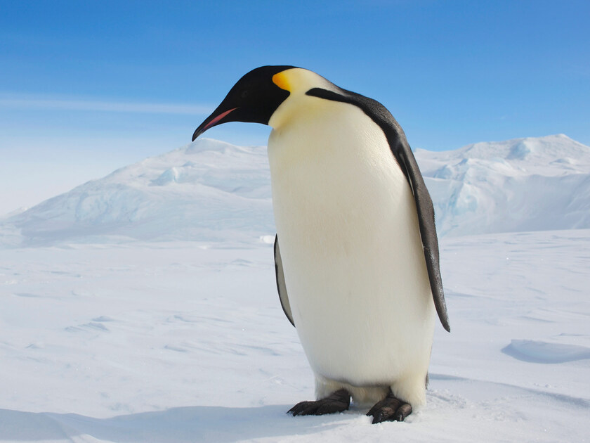 An emperor penguin.. Just look at his imperial looks.