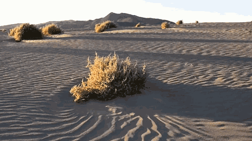 Tumbleweed, the visual equivalent of crickets, I suppose!